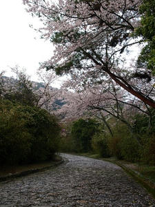 P4086893shuusei.JPG