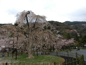 P4086971shuusei.JPG