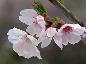 P4087076shuusei.JPG