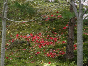 P4087114shuusei.JPG