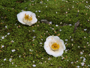 P4087123shuusei.JPG