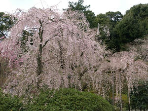 P4087128shuusei.JPG