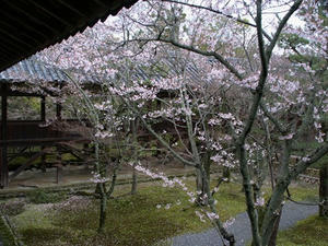 P4087153shuusei.JPG