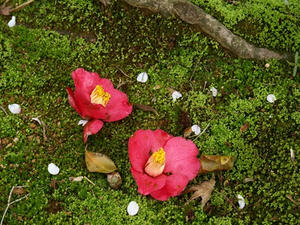 P4087266shuusei.JPG