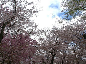 P4087391shuusei.JPG
