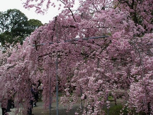 P4087410shuusei.JPG