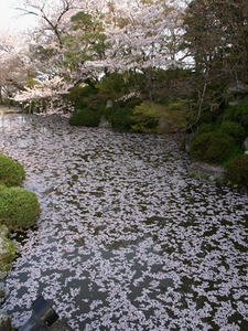 P4097866shuusei.JPG