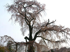 P4097897shuusei.JPG