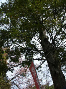 P4098005shuusei.JPG