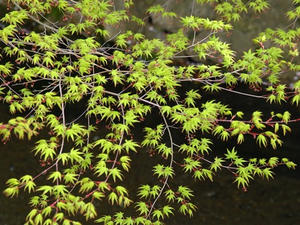 P4098010shuusei.JPG