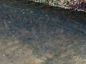 P4098011shuusei.JPG