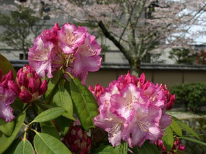 P4098033shuusei.JPG