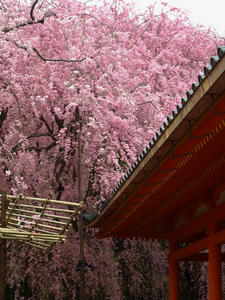 P4098094shuusei.JPG