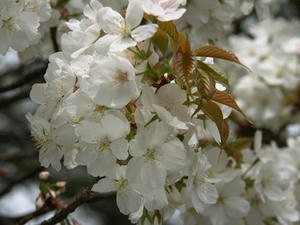 P4098101shuusei.JPG
