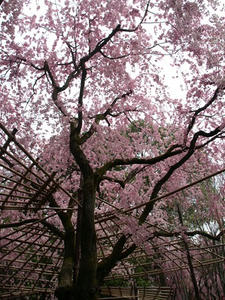 P4098117shuusei.JPG