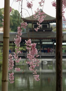 P4098134shuusei.JPG