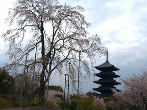 P4098269shuusei.JPG