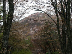 P4108338shuusei.JPG