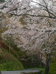 P4108339shuusei.JPG