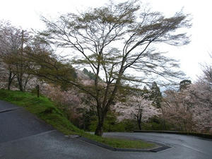 P4108345shuusei.JPG
