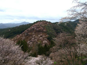 P4108352shuusei.JPG