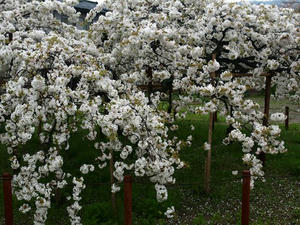 P4108629shuusei.JPG