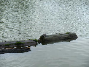 P4108635shuusei.JPG