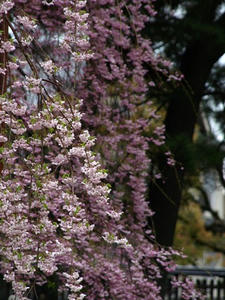 P4108670shuusei.JPG