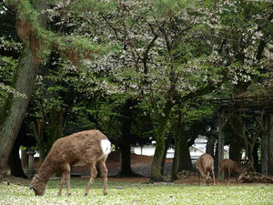 P4108672shuusei.JPG