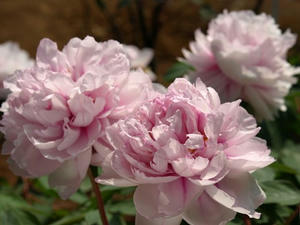 P4238796shuusei.JPG