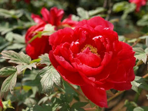 P4238777shuusei.JPG