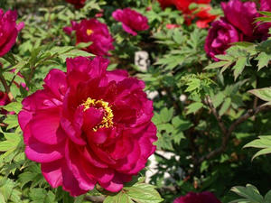 P4238786shuusei.JPG