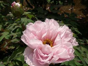 P4238850shuusei.JPG