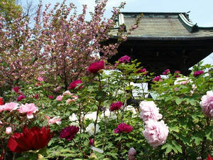 P4238852shuusei.JPG