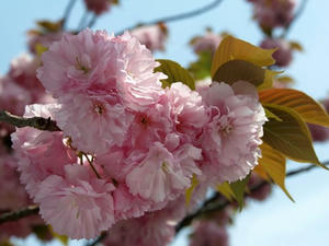 P4238820shuusei.JPG