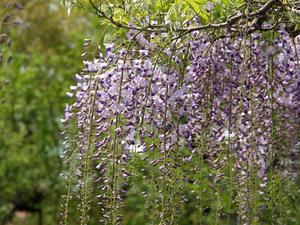P4238829shuusei.JPG