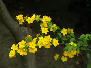 P4238871shuusei.JPG