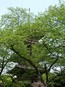 P4239006shuusei.JPG