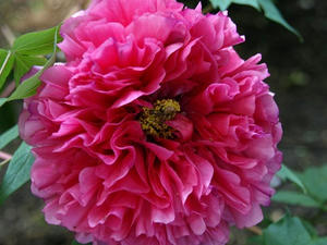 P4238935shuusei.JPG