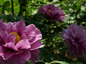 P4238953shuusei.JPG