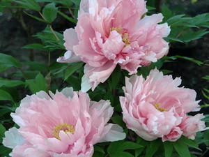 P4238915shuusei.JPG