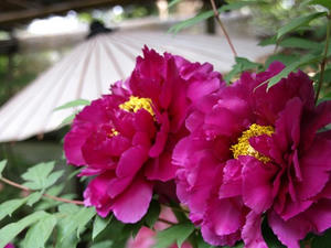 P4238937shuusei.JPG