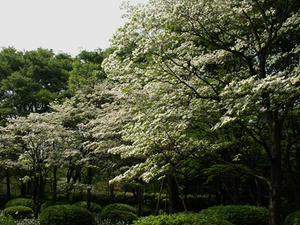 P4239045shuusei.JPG