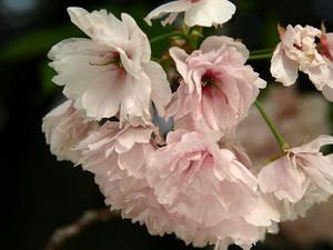 P4239141shuusei.JPG