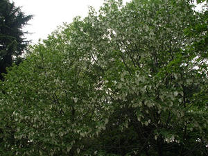 P4239152shuusei.JPG