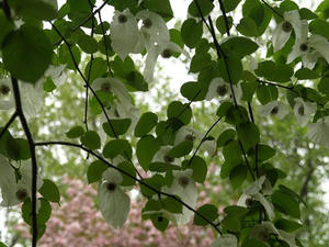 P4239158shuusei.JPG
