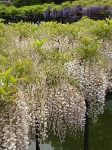 P4289302shuusei.JPG