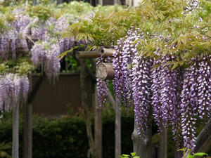 P4289299shuusei.JPG