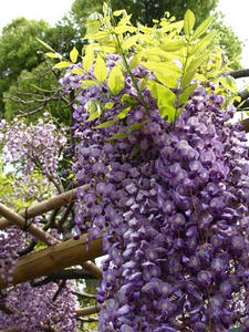 P4289320shuusei.JPG