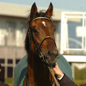 20080514-00000003-kiba-horse-view-000.jpg